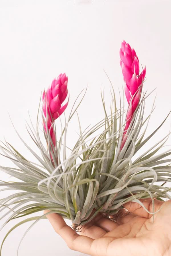 Tillandsia Houston - Green Fresh Florals + Plants