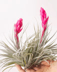 Tillandsia Houston - Green Fresh Florals + Plants
