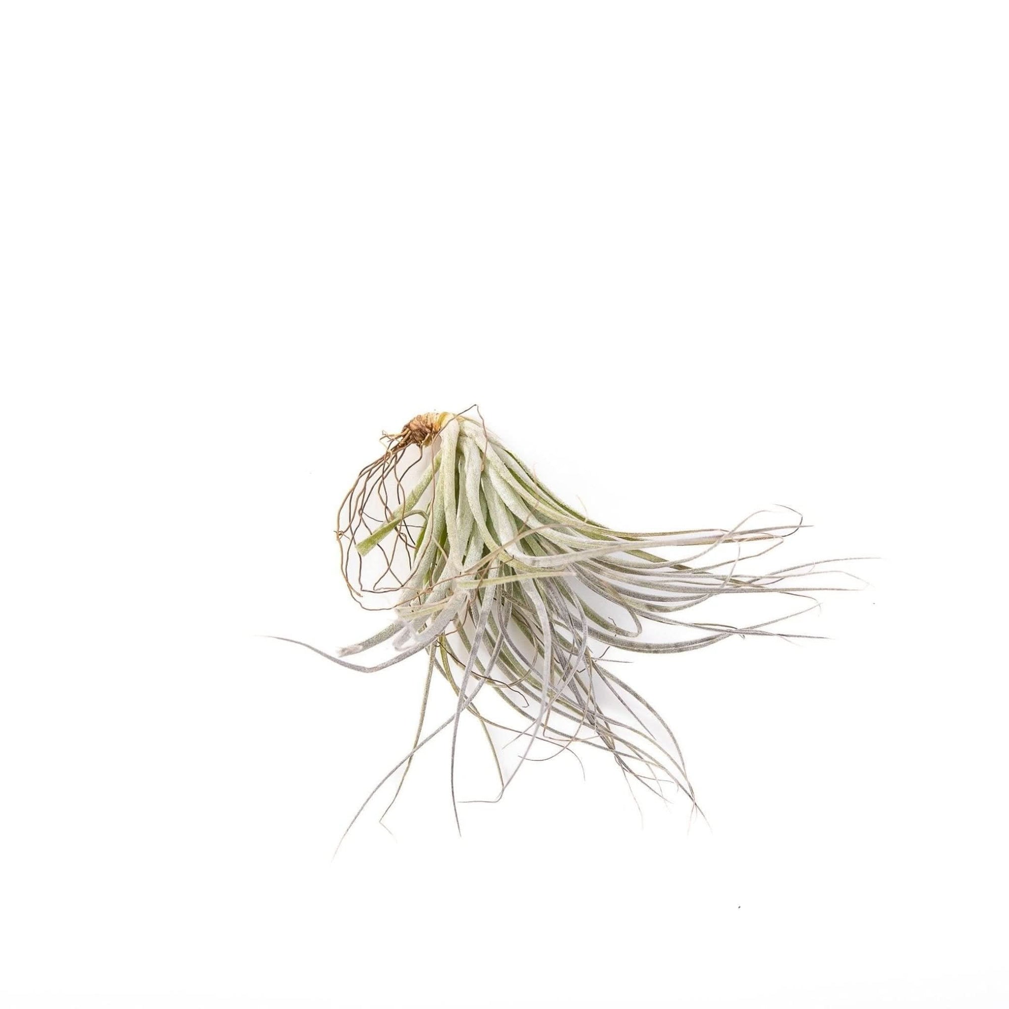 Tillandsia Houston - Green Fresh Florals + Plants