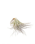 Tillandsia Houston - Green Fresh Florals + Plants