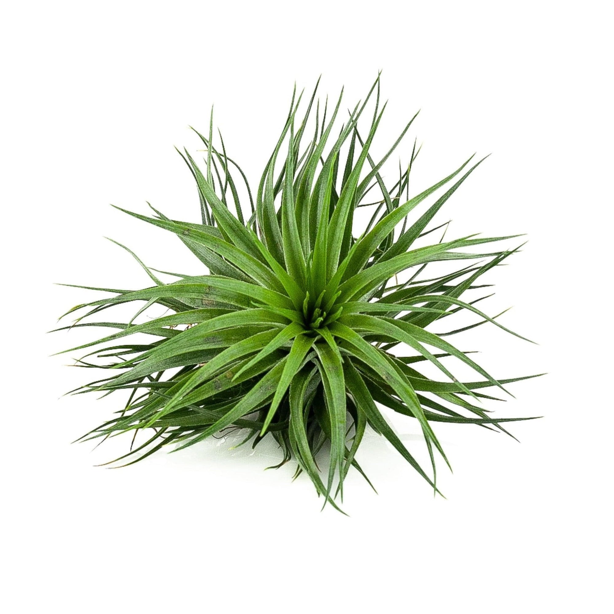 Tillandsia Houston green compact - Green Fresh Florals + Plants