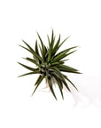 Tillandsia ionantha - Green Fresh Florals + Plants