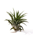 Tillandsia ionantha - Green Fresh Florals + Plants