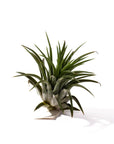 Tillandsia ionantha - Green Fresh Florals + Plants
