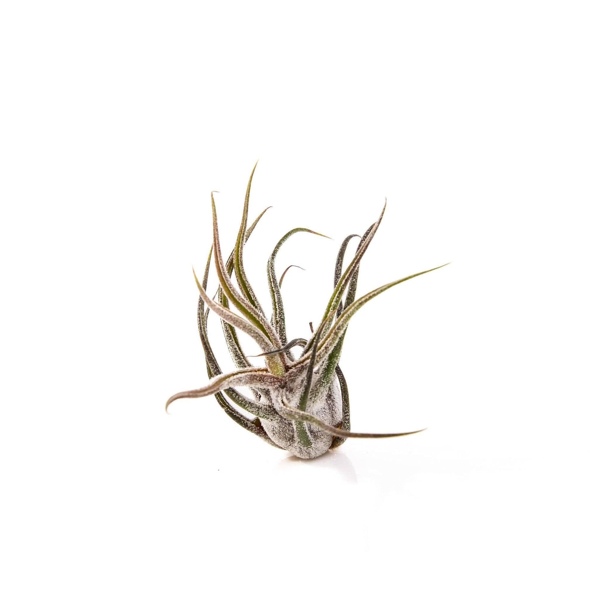 Shop Tillandsia pruinosa online from Green Fresh Florals + Plants