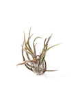 Shop Tillandsia pruinosa online from Green Fresh Florals + Plants