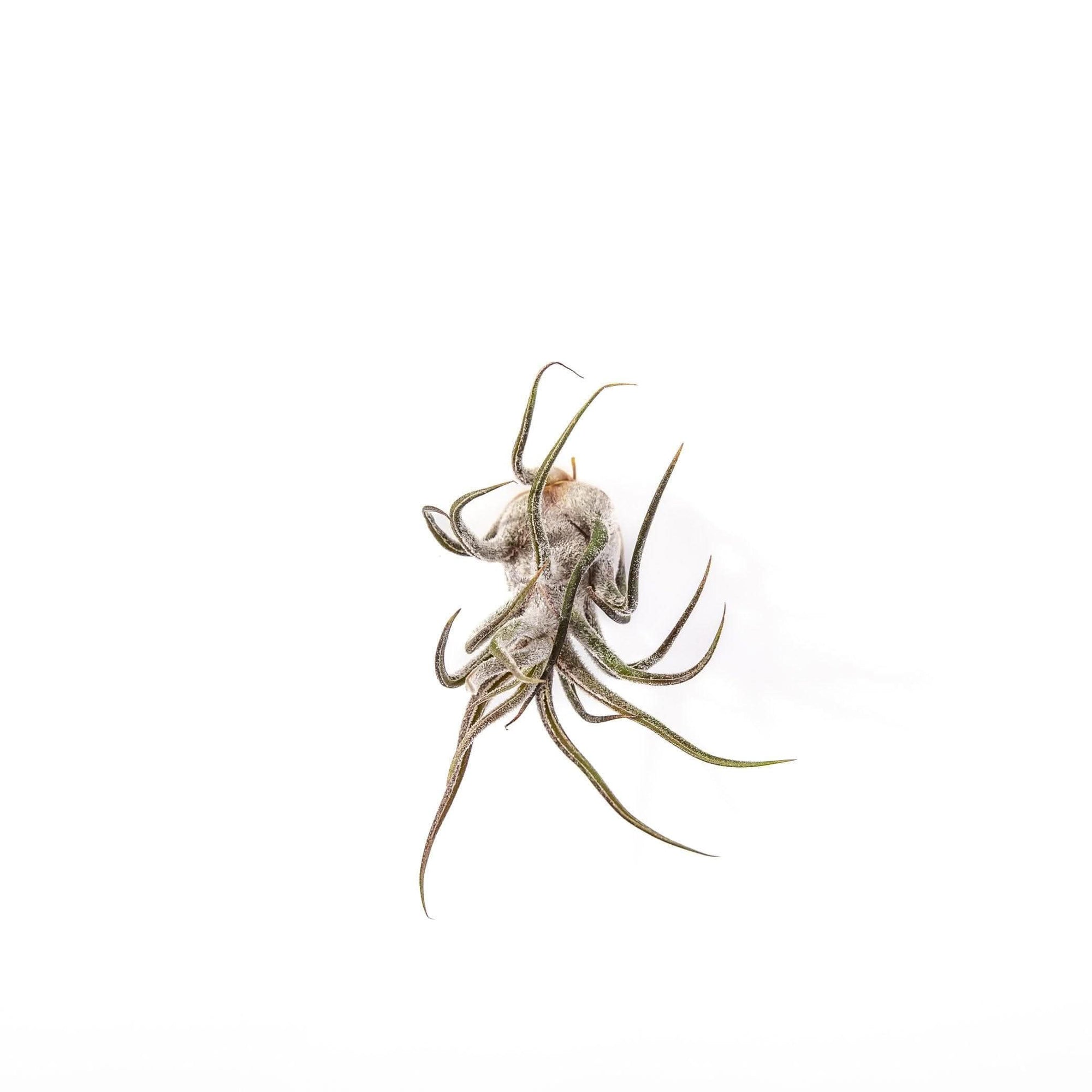 Shop Tillandsia pruinosa online from Green Fresh Florals + Plants