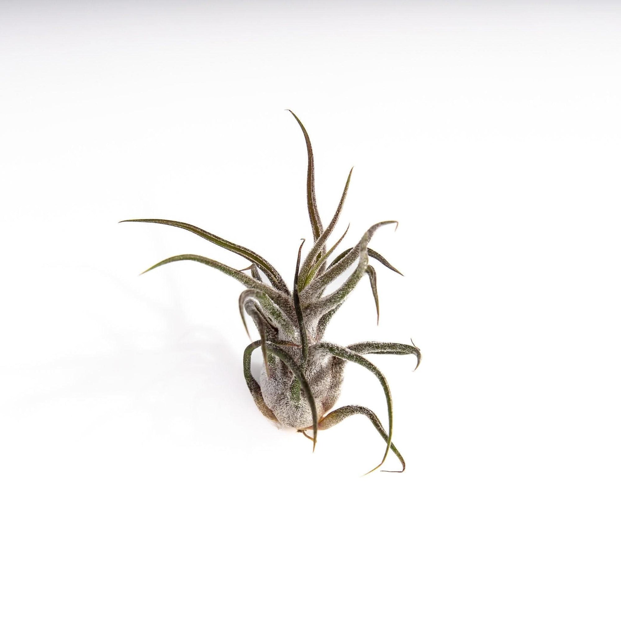 Shop Tillandsia pruinosa online from Green Fresh Florals + Plants