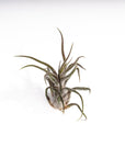 Shop Tillandsia pruinosa online from Green Fresh Florals + Plants