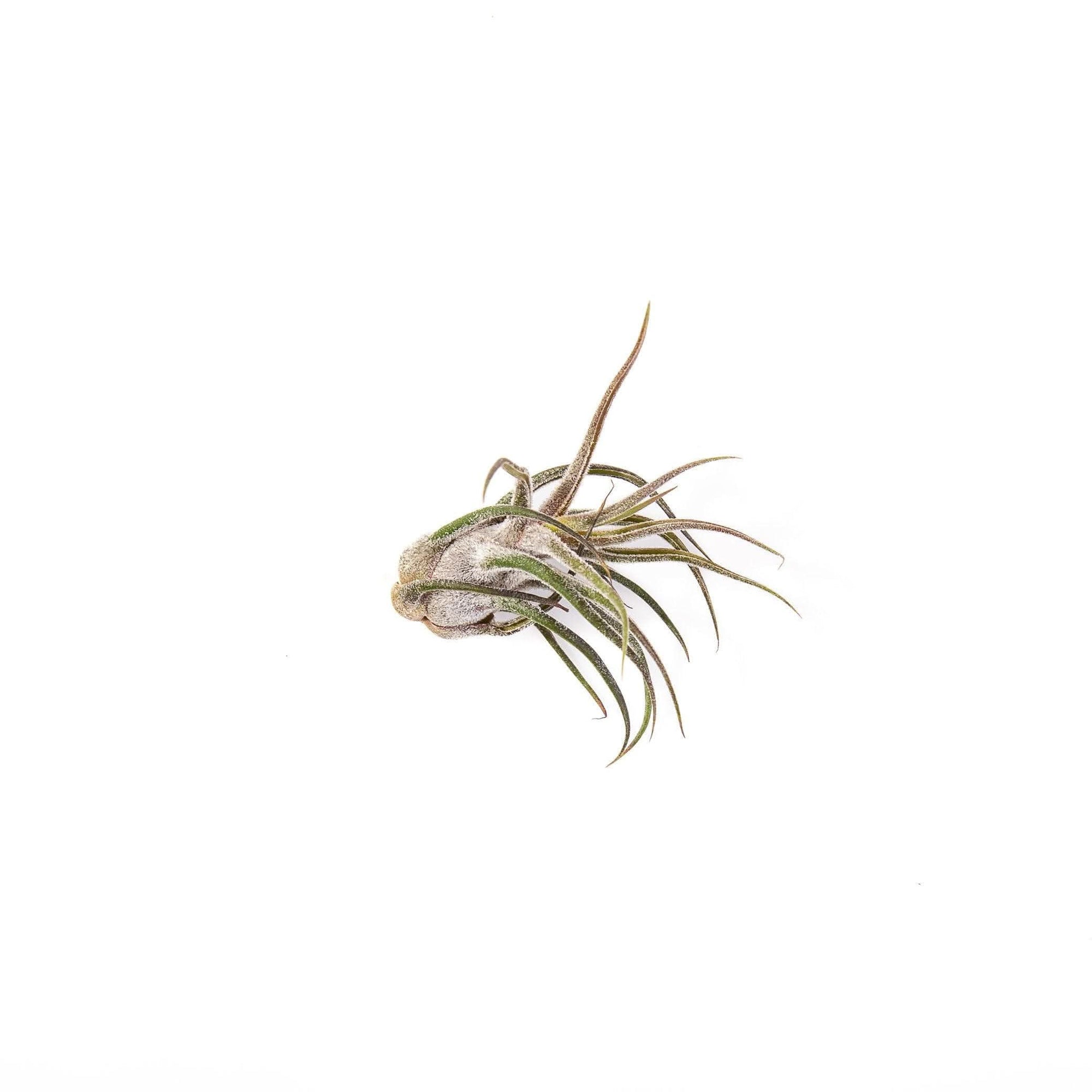 Shop Tillandsia pruinosa online from Green Fresh Florals + Plants