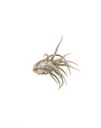 Shop Tillandsia pruinosa online from Green Fresh Florals + Plants