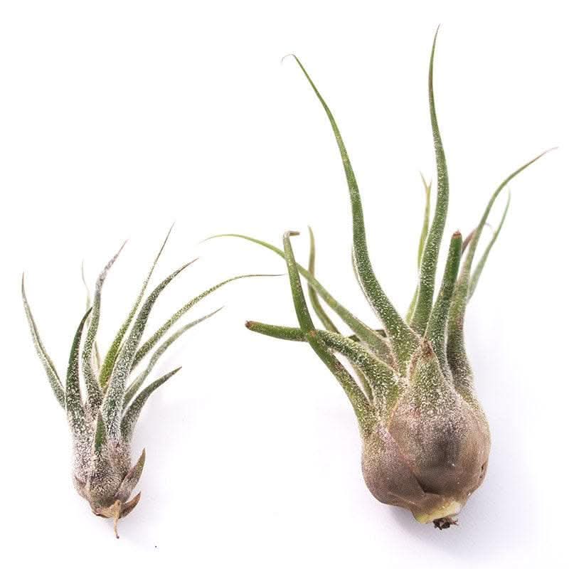 Shop Tillandsia pruinosa online from Green Fresh Florals + Plants