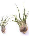 Shop Tillandsia pruinosa online from Green Fresh Florals + Plants