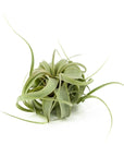 Tillandsia xerographica - Green Fresh Florals + Plants