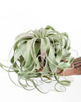 Tillandsia xerographica - Green Fresh Florals + Plants