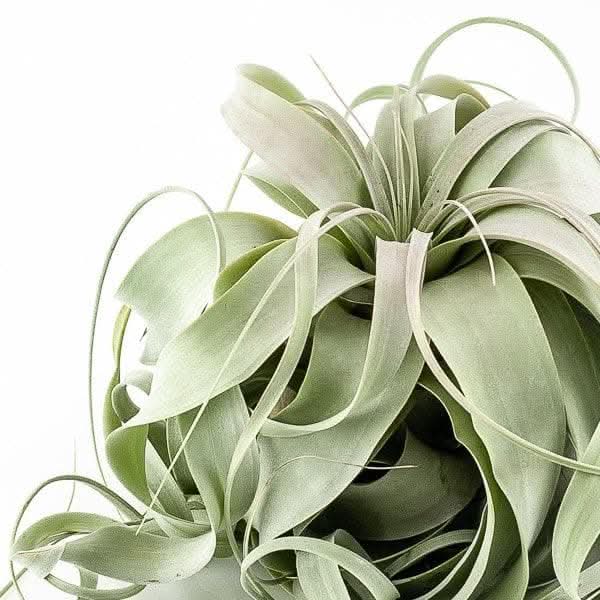 Tillandsia xerographica - Green Fresh Florals + Plants