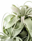 Tillandsia xerographica - Green Fresh Florals + Plants