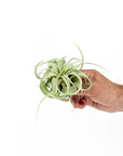 Tillandsia xerographica - Green Fresh Florals + Plants