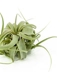 Tillandsia xerographica - Green Fresh Florals + Plants