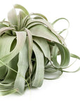 Tillandsia xerographica - Green Fresh Florals + Plants