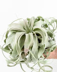 Tillandsia xerographica - Green Fresh Florals + Plants