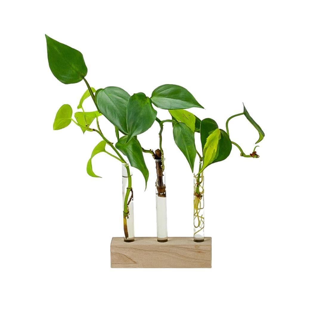Triple Plant Propagation Station - Green Fresh Florals + Plants