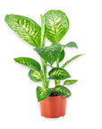 Tropic Snow Dieffenbachia - Green Fresh Florals + Plants