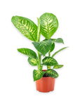 Tropic Snow Dieffenbachia - Green Fresh Florals + Plants