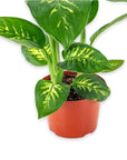 Tropic Snow Dieffenbachia - Green Fresh Florals + Plants