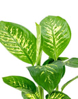 Tropic Snow Dieffenbachia - Green Fresh Florals + Plants
