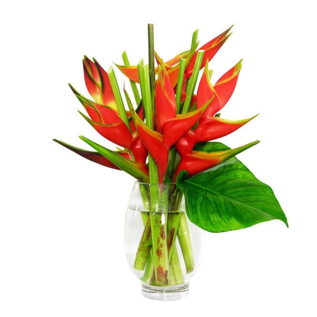 Tropical Fuego Heliconia - Green Fresh Florals + Plants