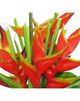 Tropical Fuego Heliconia - Green Fresh Florals + Plants