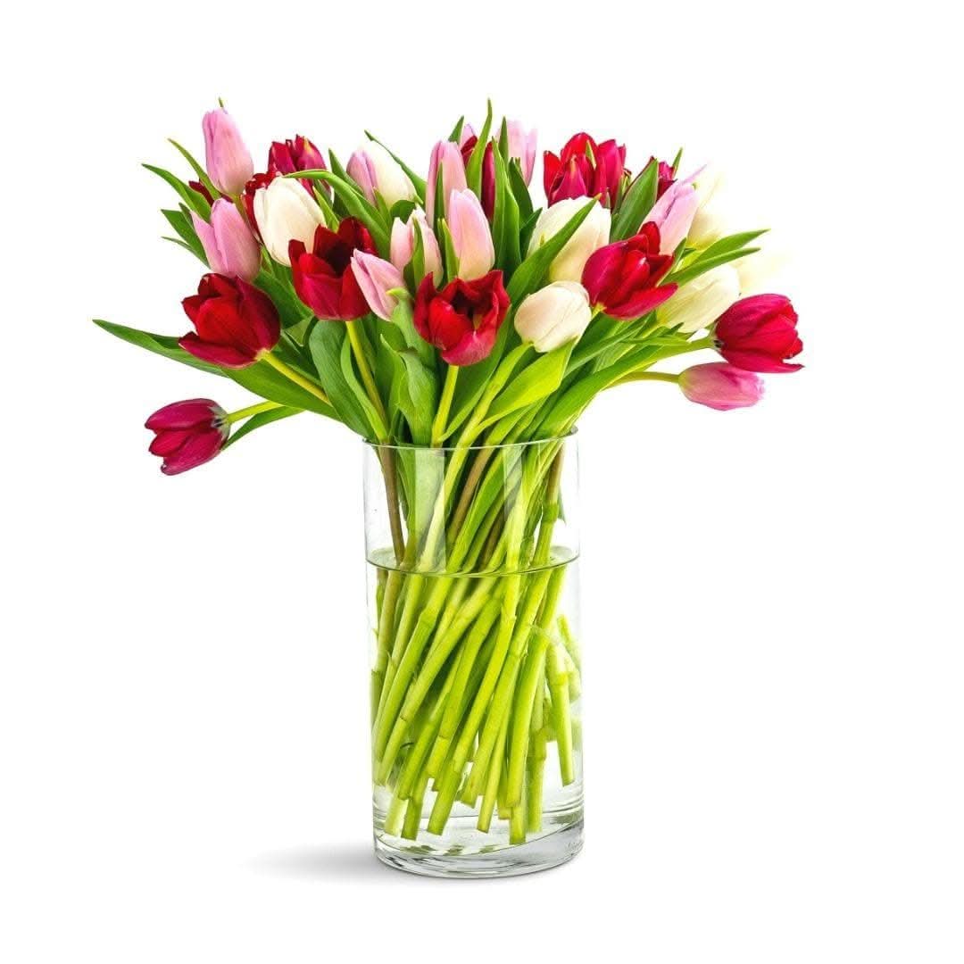 Tulip Lovers Delight - Green Fresh Florals + Plants