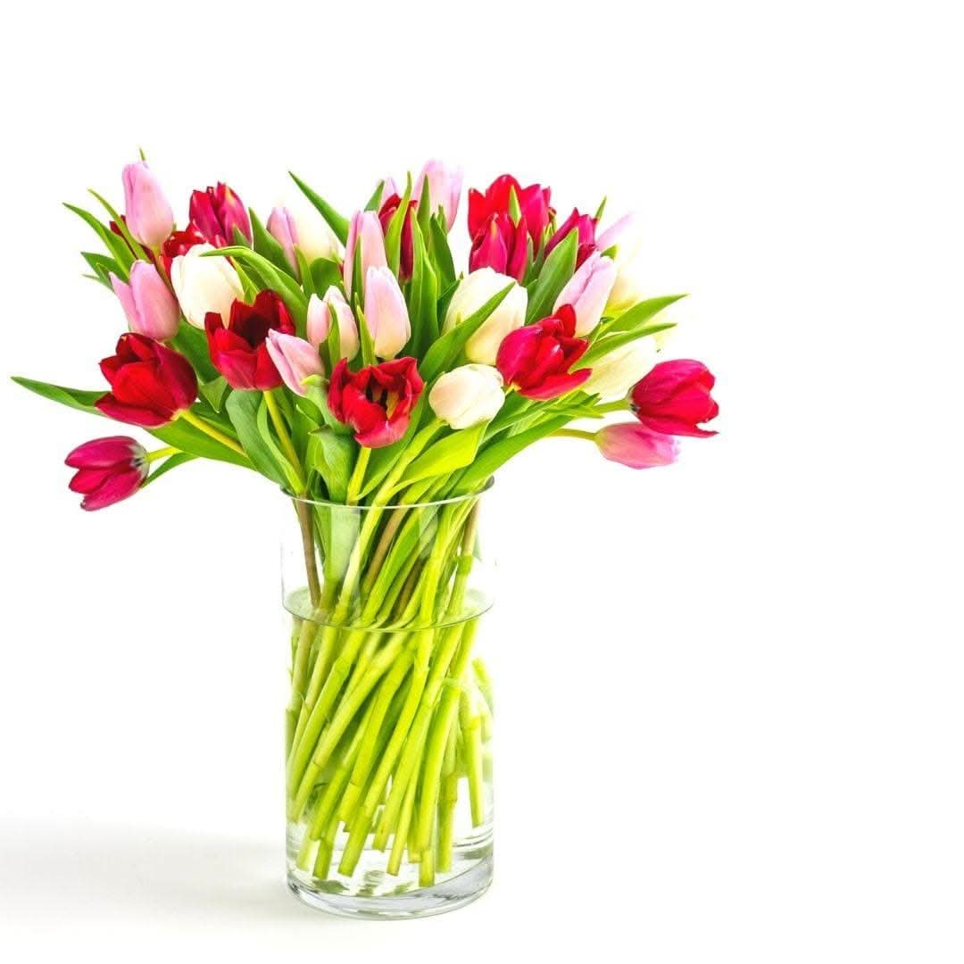 Tulip Lovers Delight - Green Fresh Florals + Plants