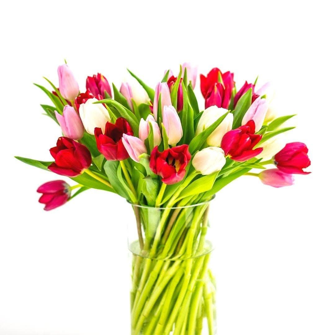 Tulip Lovers Delight - Green Fresh Florals + Plants