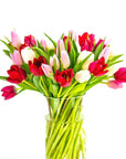 Tulip Lovers Delight - Green Fresh Florals + Plants