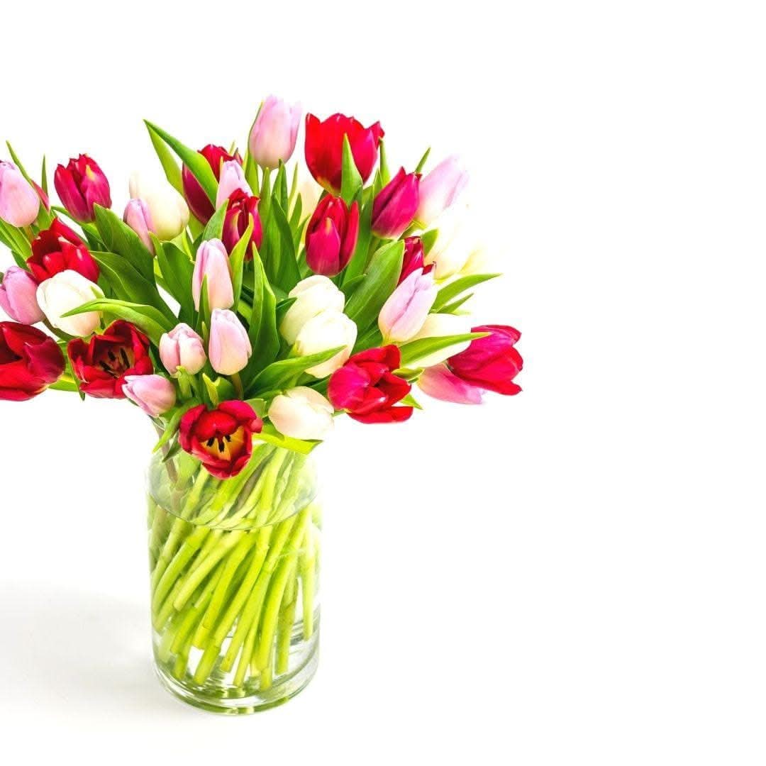 Tulip Lovers Delight - Green Fresh Florals + Plants