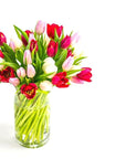 Tulip Lovers Delight - Green Fresh Florals + Plants