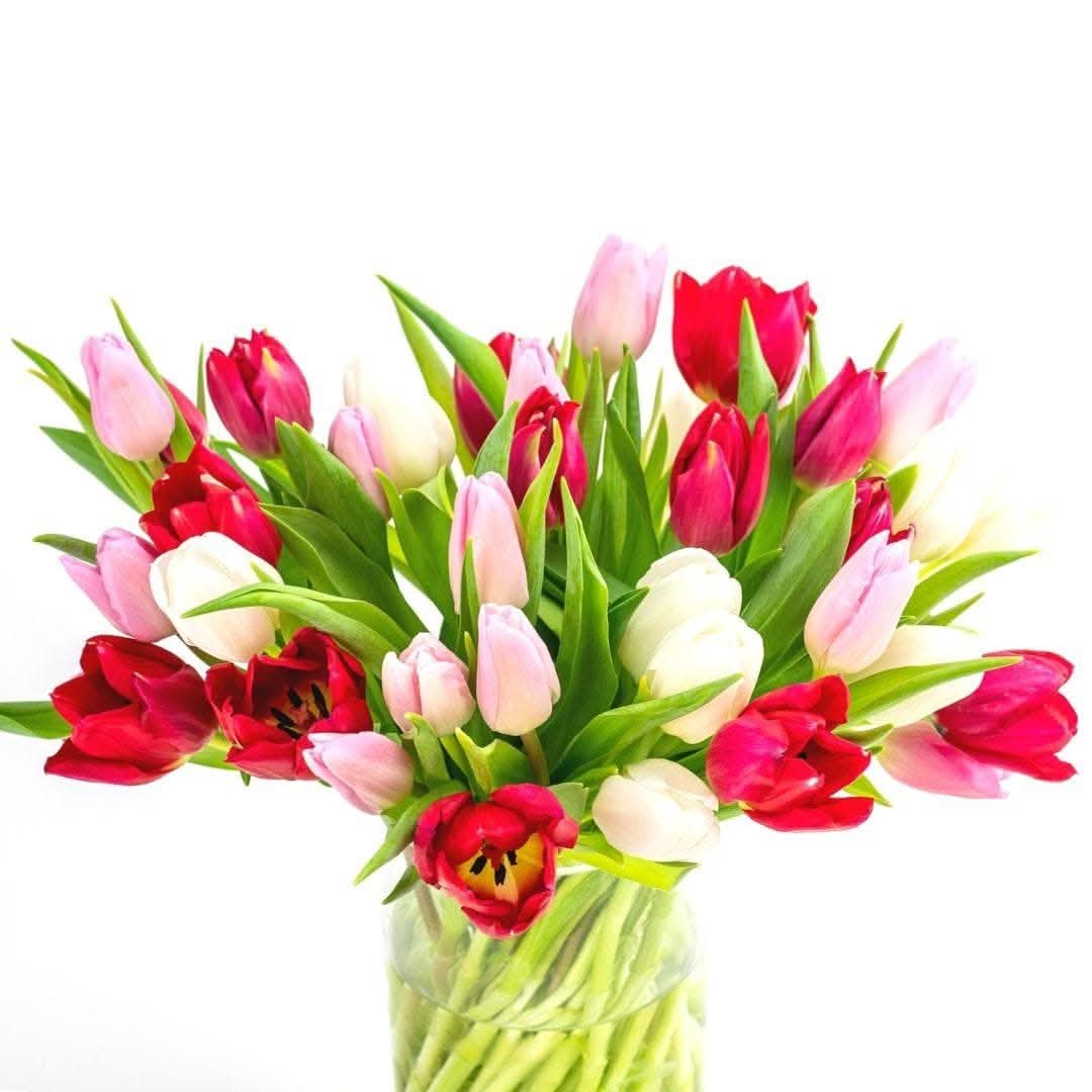 Tulip Lovers Delight - Green Fresh Florals + Plants