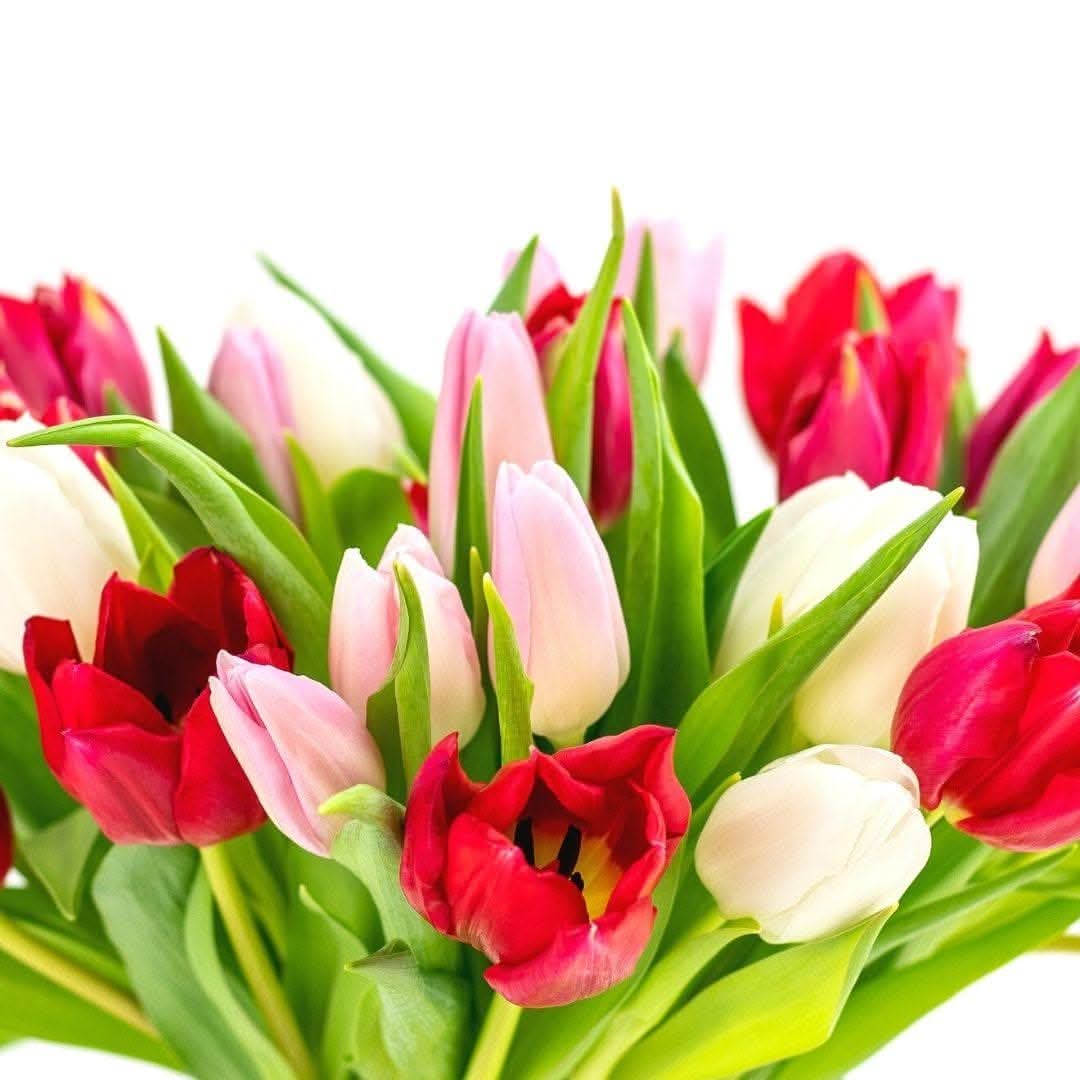Tulip Lovers Delight - Green Fresh Florals + Plants