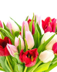 Tulip Lovers Delight - Green Fresh Florals + Plants