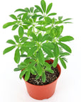 Umbrella Plant - Green Fresh Florals + Plants