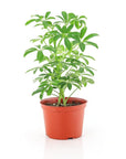 Umbrella Plant - Green Fresh Florals + Plants