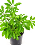 Umbrella Plant - Green Fresh Florals + Plants