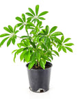 Umbrella Plant - Green Fresh Florals + Plants