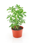 Umbrella Plant - Green Fresh Florals + Plants