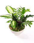 Urban Jungle Planting - Green Fresh Florals + Plants