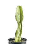 Variegated Desert Cactus - Green Fresh Florals + Plants