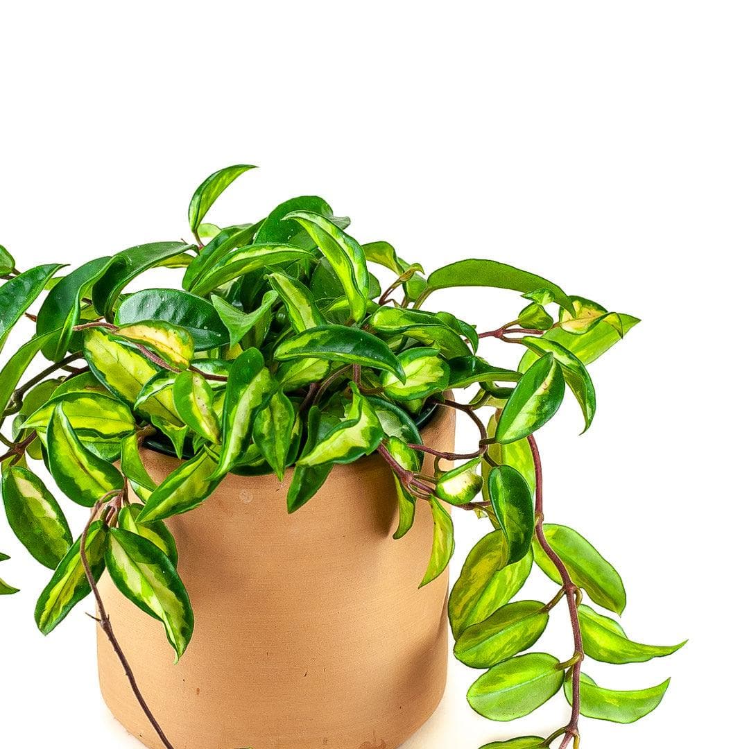Variegated Hoya Carnosa Krimson Princess - Green Fresh Florals + Plants
