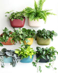 Wally Eco Living Wall Planter - Green Fresh Florals + Plants